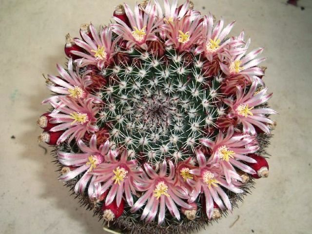 Mammillaria_johnstonii